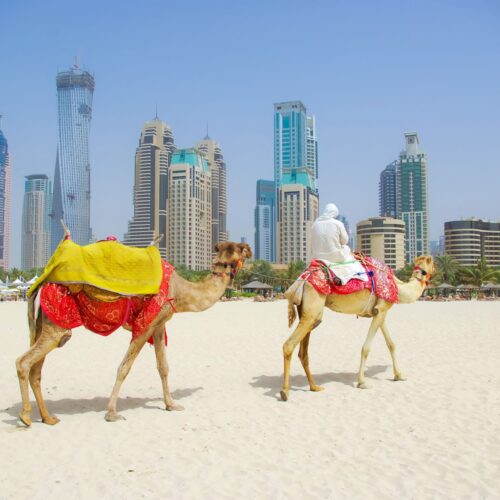 Βόλτα με καμήλες στο Ντουμπάι