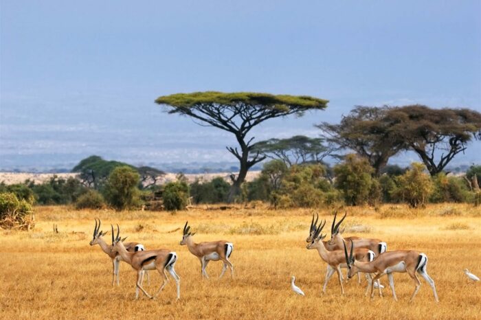 Κένυα – Επικό Σαφάρι στη γη του Βασιλιά των Λιονταριών, 10 ημέρες από 1.790€