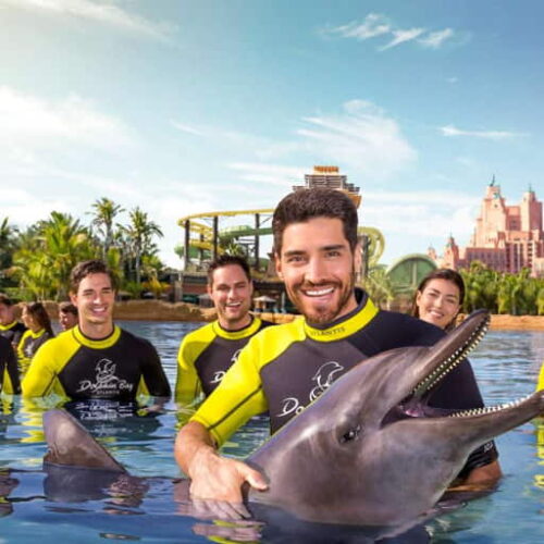 dolphin-swiiming-dubai