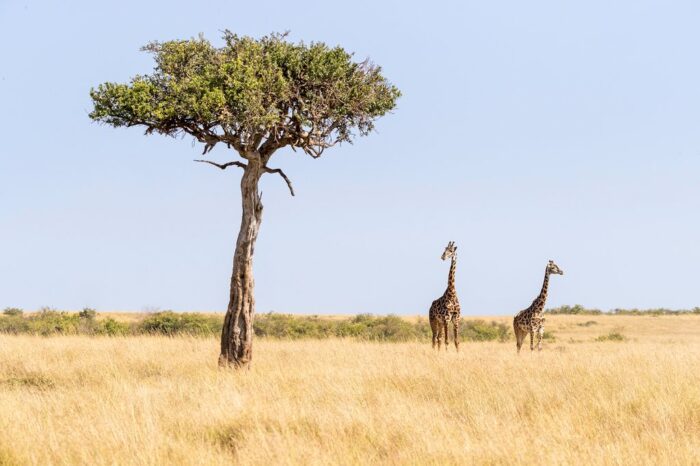 Κένυα – Επικό Σαφάρι στη γη του Βασιλιά των Λιονταριών, 10 ημέρες από 1.890€