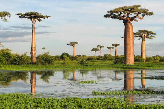 Μαδαγασκάρη ! Εξωτικό Βασίλειο της Φύσης &  παραδεισένιο νησάκι Νόσι Μπε, 12 ή 15 ημέρες (Αναχωρήσεις: 07/08 & 25/10/24) από 2.750€